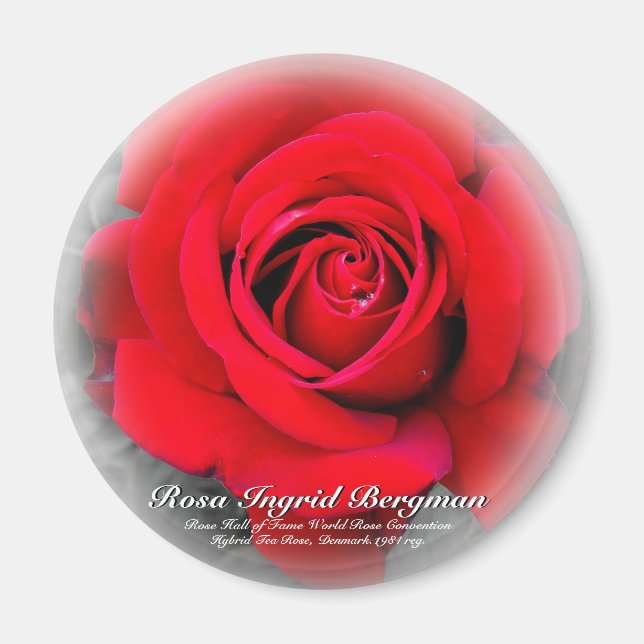 Rote Rose Magnet (Vorne)