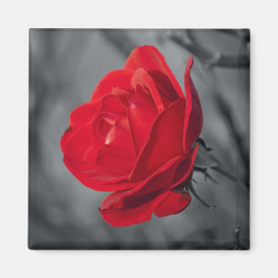 Rote Rose-Magnete Magnet