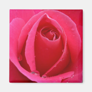 Rote Rose Magnete Rosa Geschenke Keepake Dekoratio Magnet