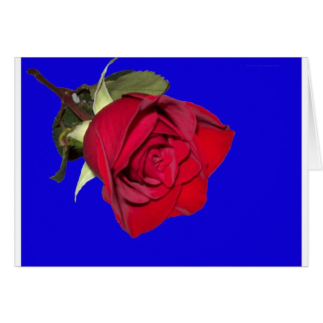 Rote Rose mit blauem Hintergrund (Vorderseite (Horizontal))