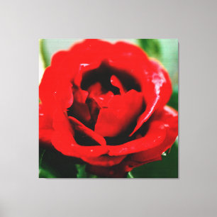 Rote Rose mit Taubenfallen Leinwanddruck