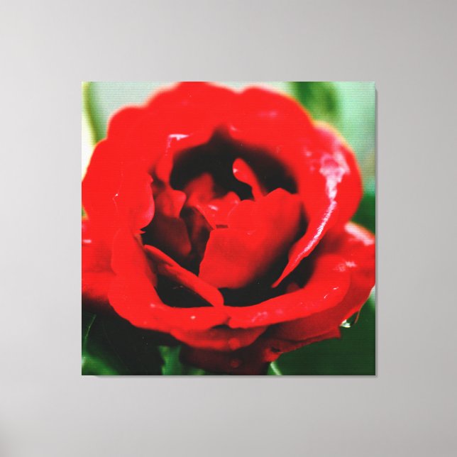 Rote Rose mit Taubenfallen Leinwanddruck (Vorderseite)