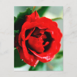 Rote Rose mit Tautropfen Ankündigungspostkarte