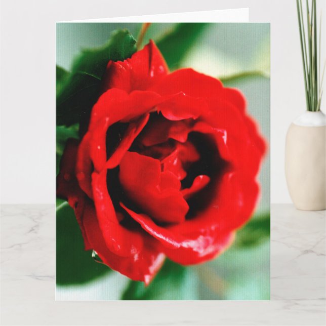Rote Rose mit Tautropfen  Karte (Vorderseite)