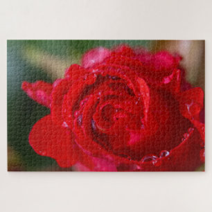 Rote Rose mit Wassertropfen.