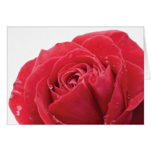 Rote Rose mit Wassertropfen