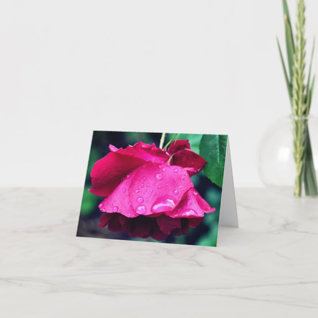 Rote Rose nach Regen Blumenfotografie  (Vorderseite)