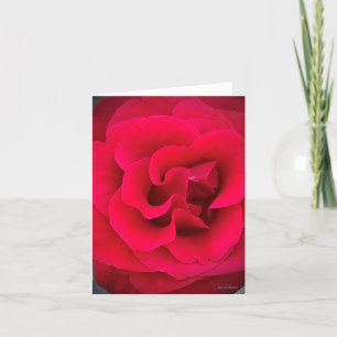 Rote Rose, nah Dankeskarte
