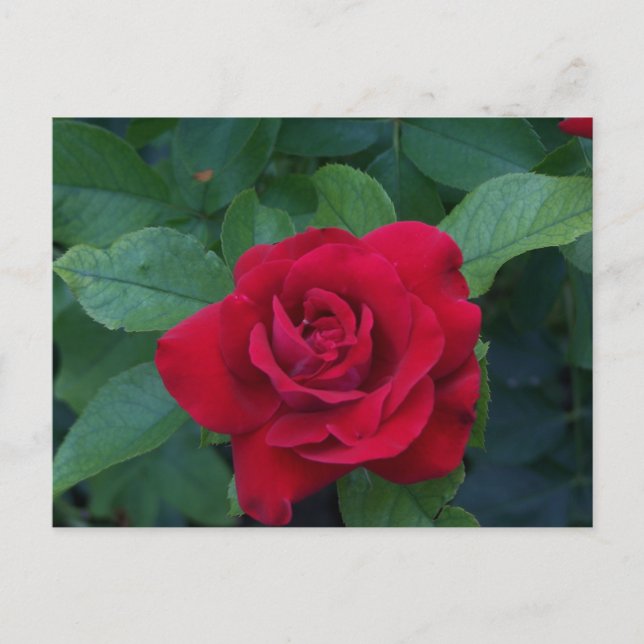 Rote Rose Nah Feiertagspostkarte (Vorderseite)