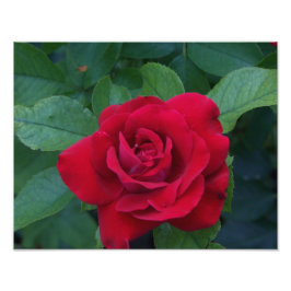 Rote Rose Nah Fotodruck