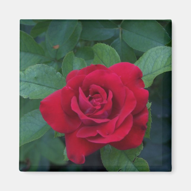 Rote Rose Nah Magnet (Vorne)