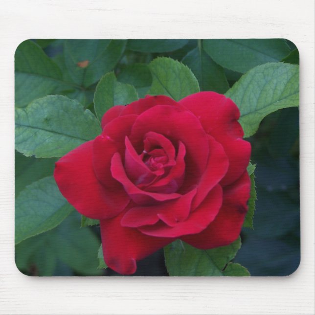 Rote Rose Nah Mousepad (Vorne)