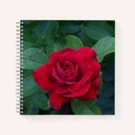Rote Rose Nah Notizbuch