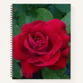 Rote Rose Nah Notizbuch