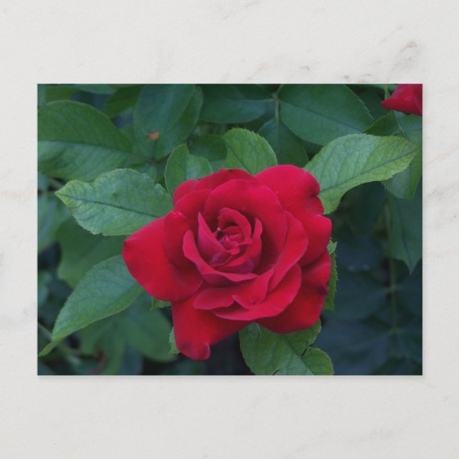 Rote Rose Nah Postkarte (Vorderseite)