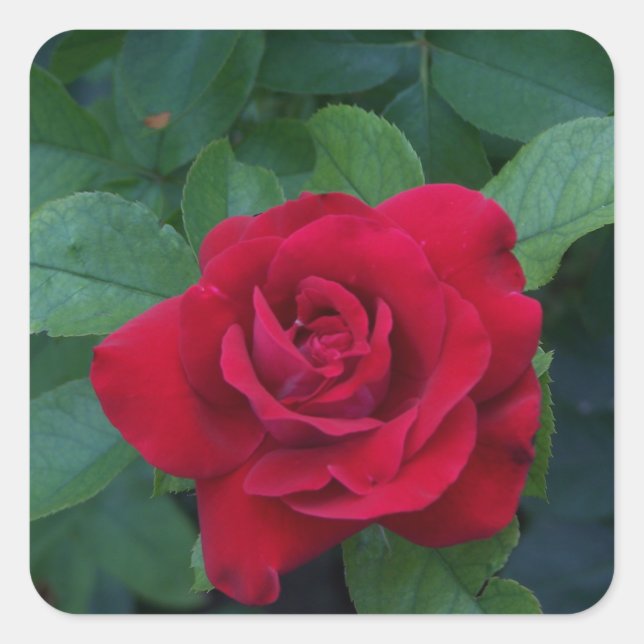 Rote Rose Nah Quadratischer Aufkleber (Vorderseite)