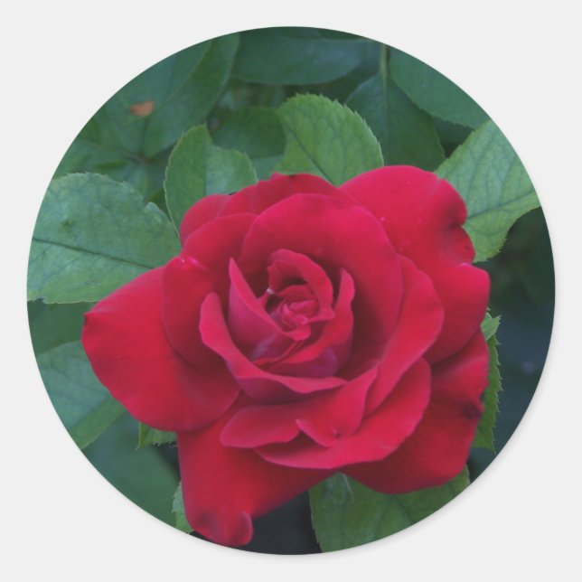 Rote Rose Nah Runder Aufkleber (Vorderseite)
