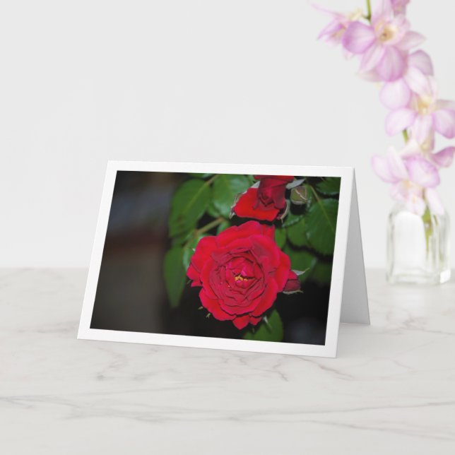 Rote Rose Night Portrait Karte (Orchidee)