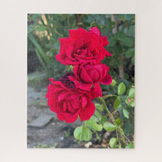 Rote Rose, Oakland (Vertikal)