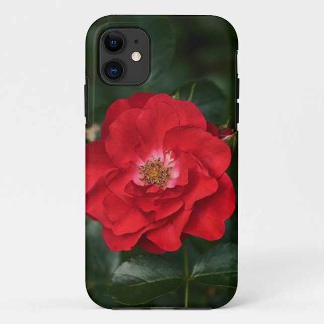 Rote Rose P 6568 Case-Mate iPhone Hülle (Rückseite)