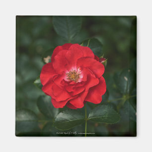 Rote Rose P 6568 Magnet