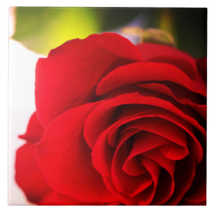 Rote Rose Petals Blume Floral Fliese