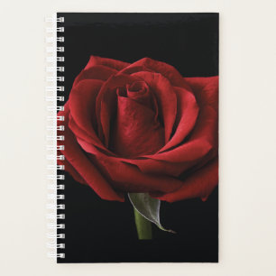 Rote Rose Planer
