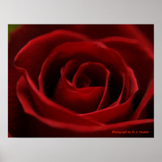 Rote Rose Poster
