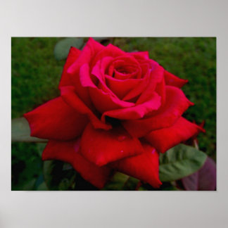 Rote Rose Poster