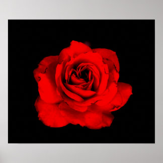 Rote Rose Poster