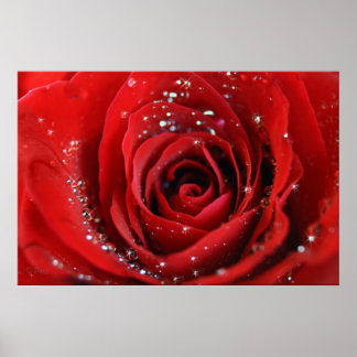 Rote Rose Poster