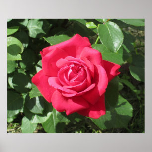 Rote Rose Poster
