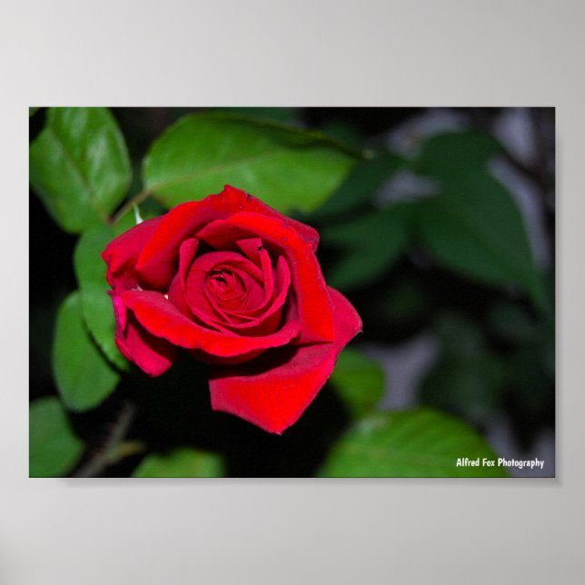 Rote Rose Poster (Vorne)