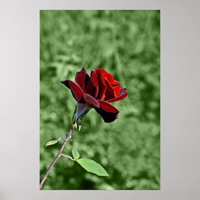 Rote Rose Poster (Vorne)