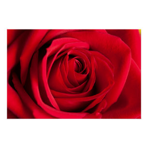 Rote Rose Poster