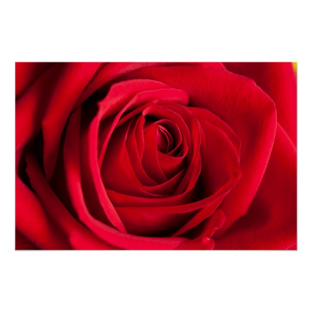 Rote Rose Poster (Vorderseite)