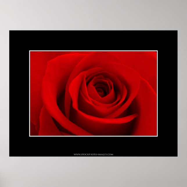 Rote Rose Poster (Vorne)