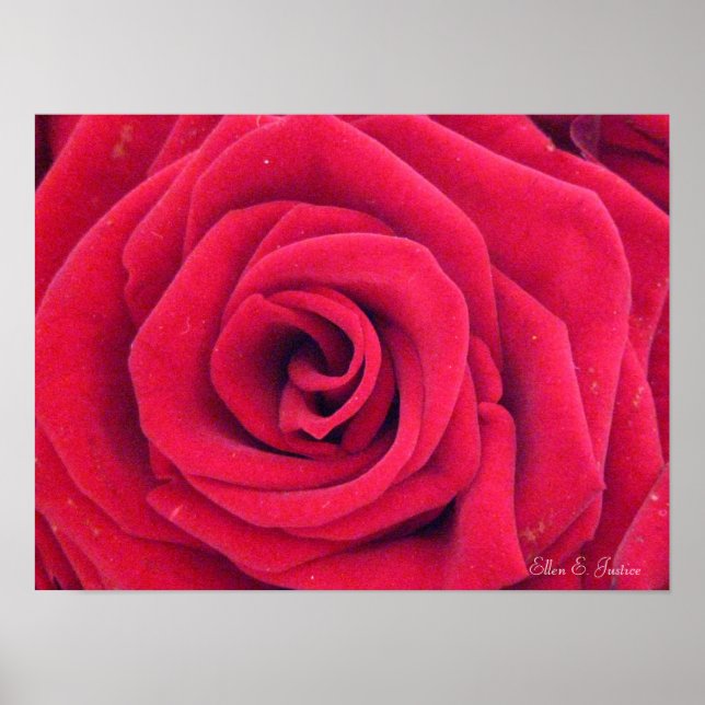 Rote Rose Poster (Vorne)