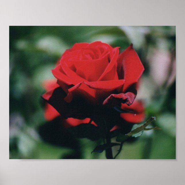 Rote Rose Poster Print (Vorne)