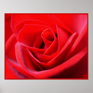 Rote Rose Poster Print Beautiful Blume Printing