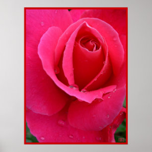 Rote Rose Poster Print Beautiful Blume Printing