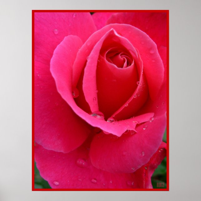 Rote Rose Poster Print Beautiful Blume Printing (Vorne)