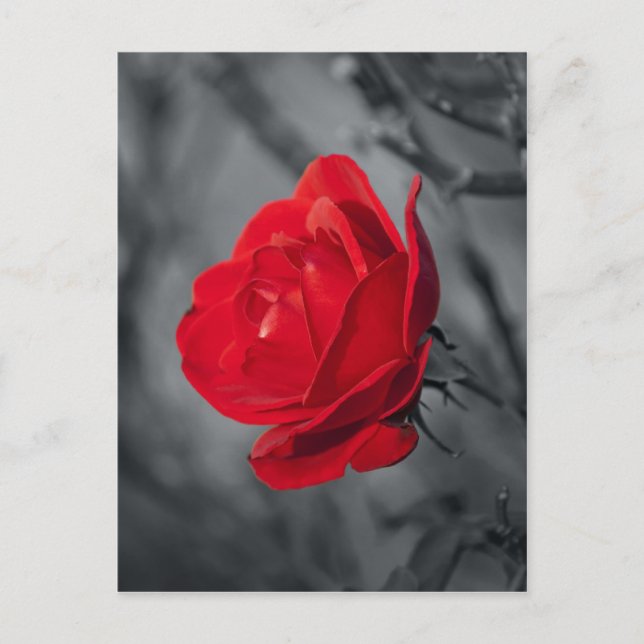 Rote Rose Postkarte (Vorderseite)