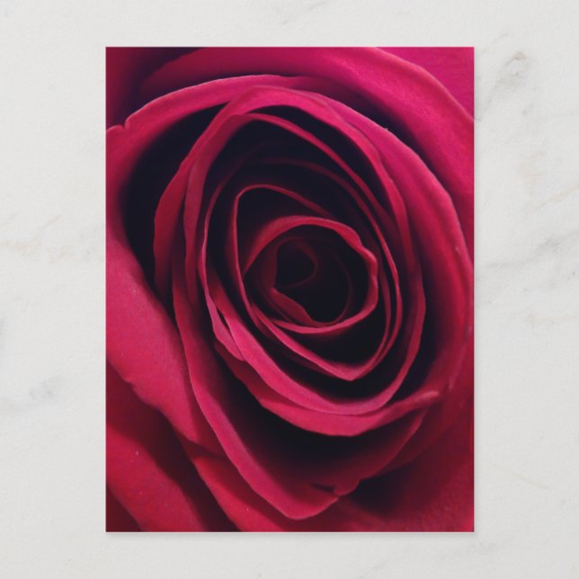 Rote Rose Postkarte (Vorderseite)