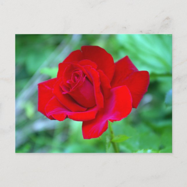 Rote Rose Postkarte (Vorderseite)