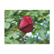 rote Rose