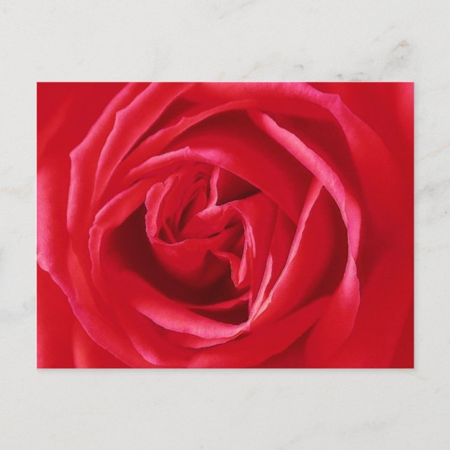 Rote Rose Postkarte (Vorderseite)