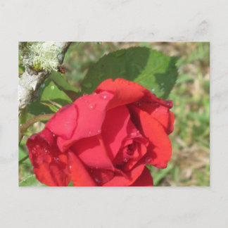 rote Rose Postkarte