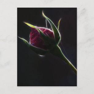 rote Rose Postkarte