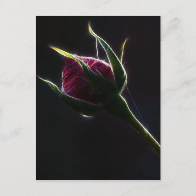 rote Rose Postkarte (Vorderseite)